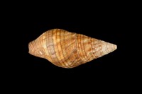 藏品(褐線峨螺)的圖片